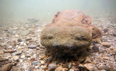 Hellbender Hellbender
