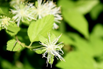 Alabama snow-wreath (Neviusia alabamensis) Alabama snow-wreath (Neviusia alabamensis)