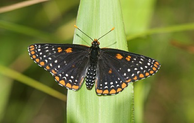 Baltimore checkerspot Baltimore checkerspot