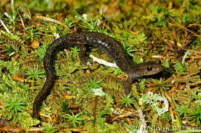 Cheat Mountain salamander (Plethodon nettingi) Cheat Mountain salamander (Plethodon nettingi)