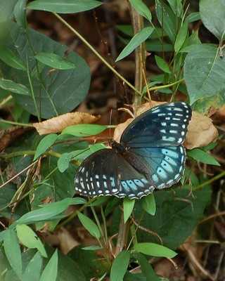 Diana fritillary (Speyeria diana) Diana fritillary (Speyeria diana)