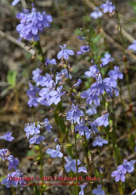 Gattingers lobelia (Lobelia gattingeri) Gattingers lobelia (Lobelia gattingeri)
