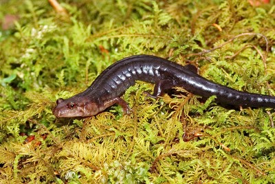 Imitator salamander, melanistic phase_squamatologist Imitator salamander, melanistic phase_squamatologist