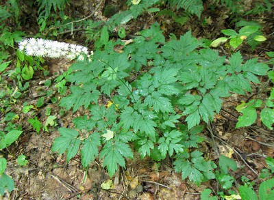 Mountain bugbane (Actaea podocarpa) Mountain bugbane (Actaea podocarpa)