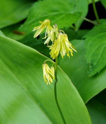Bluebead lily (Clintonia borealis) Bluebead lily (Clintonia borealis)