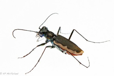 Cobblestone tiger beetle (Cicindela marginipennis) Cobblestone tiger beetle (Cicindela marginipennis)