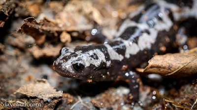 Marbled salamander (Ambystoma opacum) Marbled salamander (Ambystoma opacum)