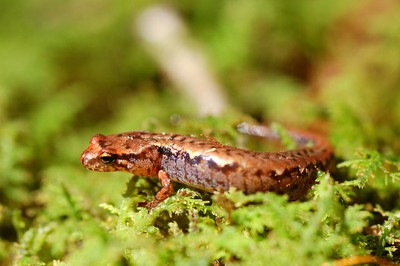 Pygmy salamander (Desmognathus wrighti) Pygmy salamander (Desmognathus wrighti)
