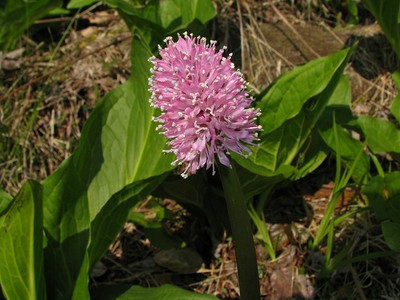 Swamp pink (Helonias bullata) Swamp pink (Helonias bullata)